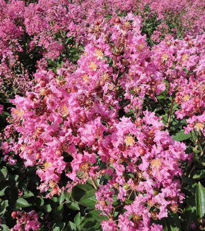 Crape Myrtle Hopi